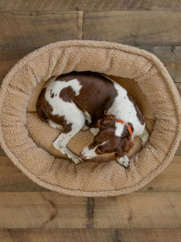 A view from above of a brown and white dog curled up into a tan circular dog bed.