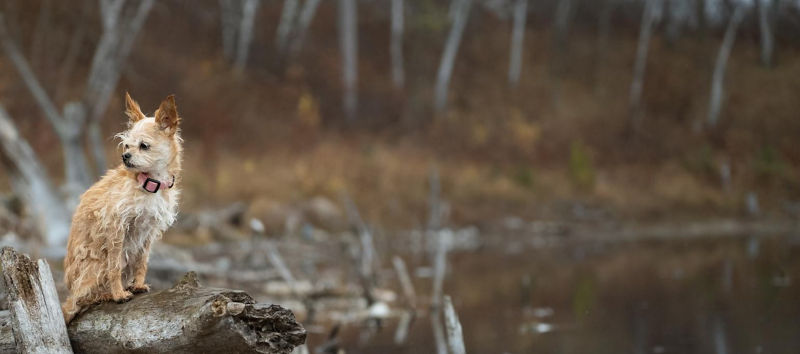 A small scruffy dog with light brown fur sits on a weathered tree stump near the edge of a calm lake.