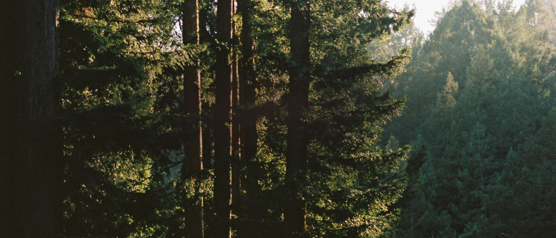A scenic evergreen forest