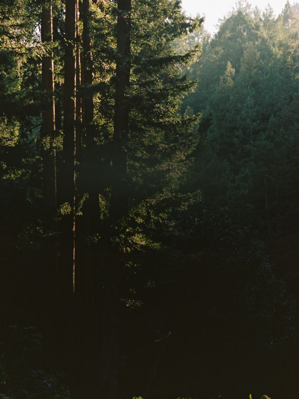 A scenic evergreen forest