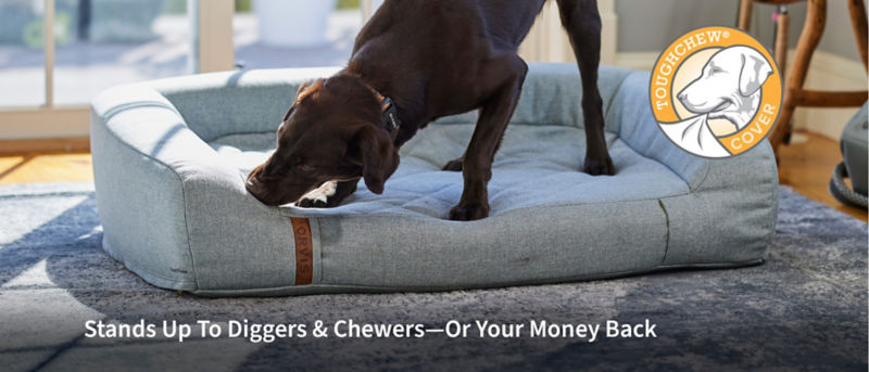 A brown dog chewing on a blue bed inside a home
