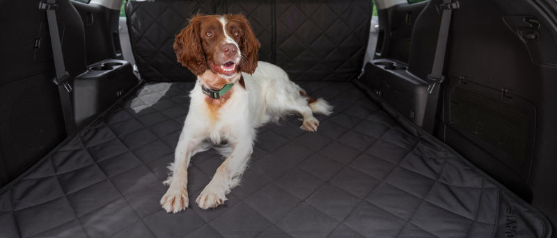 A brown and white dog laying in the cargo area of car on a car protector.