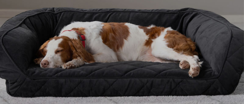 A brown and white dog sleeping on a dark grey memory foam dog bed.