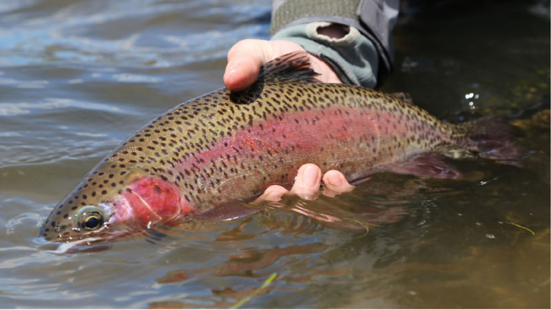 Confluence Fly Shop & Deep Canyon Outfitters, OR -  image number 2