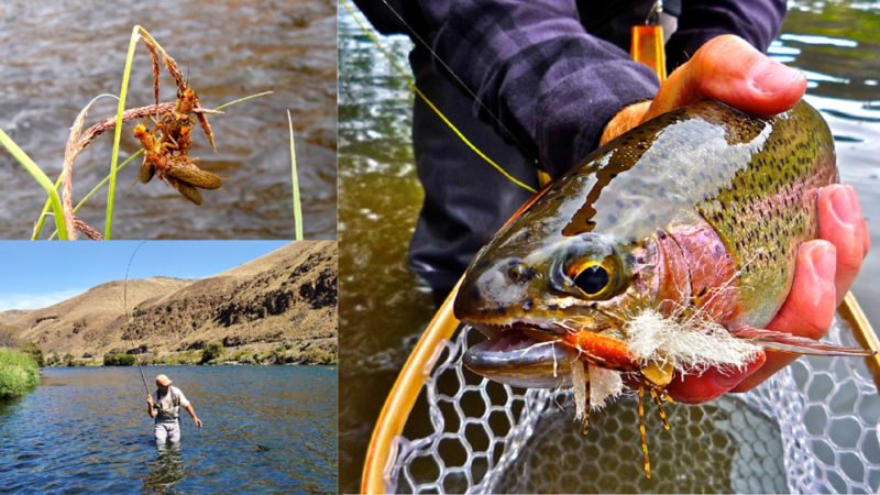 Confluence Fly Shop & Deep Canyon Outfitters, OR -  image number 4