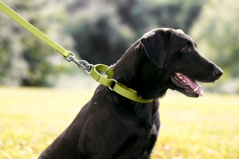 A brown dog wearing a lime green dog collar.