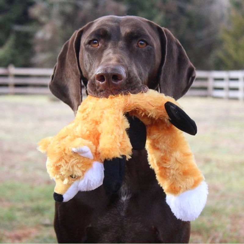 A chocolate Labrador Retriever sits outside holding a stuffed toy.
