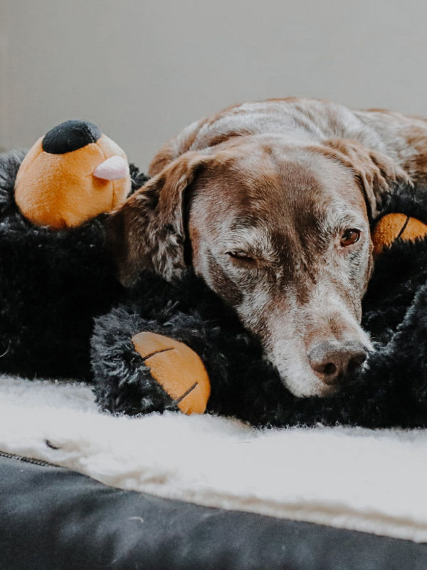 An elderly dog lies on a dog bed with their head resting on on a stuffed bear.