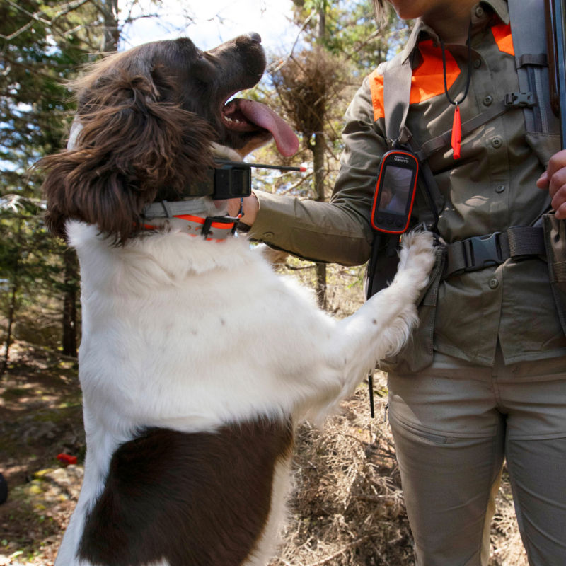 A dog jumps up on a woman in hunting gear standing in a forest.