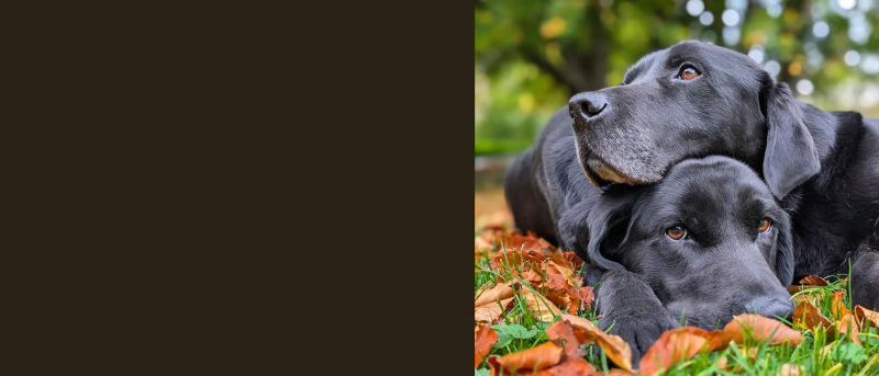 Orvis Cover Dog Winners Yossarian & Montag black labrador retrievers laying together in the leaves with one head laying on the other's.