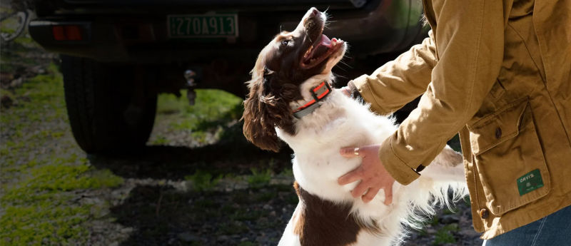 An excited dog jumps up on a woman in a field coat.