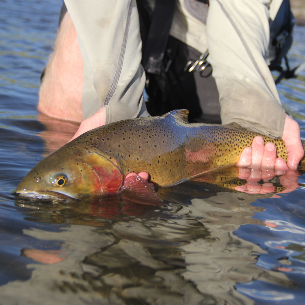 Lillard Fly Fishing Expeditions -  image number 3