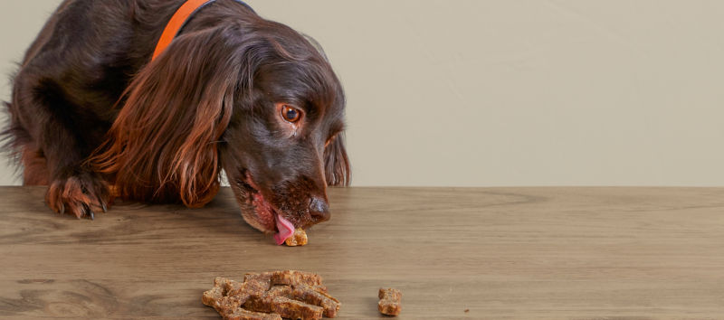 Dachshund wearing an orange reflective collar eating treats off a table.