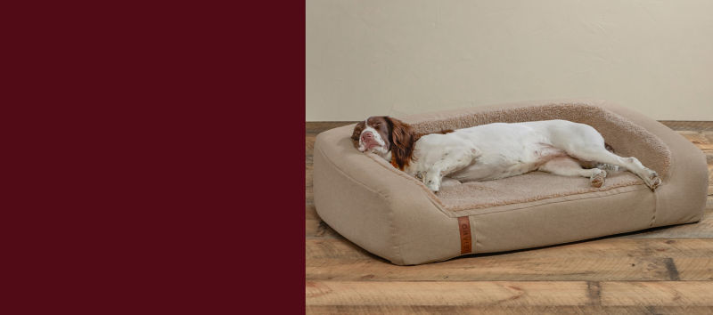 A split image of a dog sleeping on a beige bed  on the right and a burgundy background.= with white text on the left.