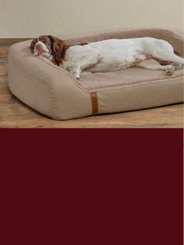 A split image of a dog sleeping on a beige bed  on the top and a burgundy background with white text on the bottom.