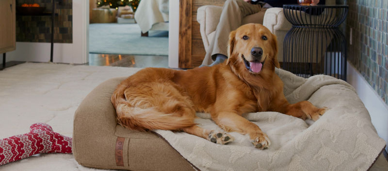 A golden retriever lying on tan bed in a holiday-decorated living room.
