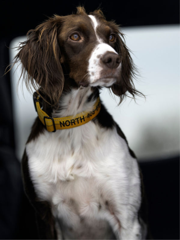 A spaniel wearing a multi-hued yellow Orvis collar.