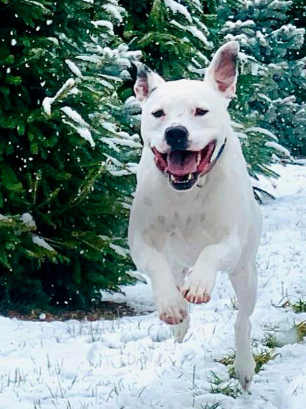 A white dog running toward the camera through the snow.