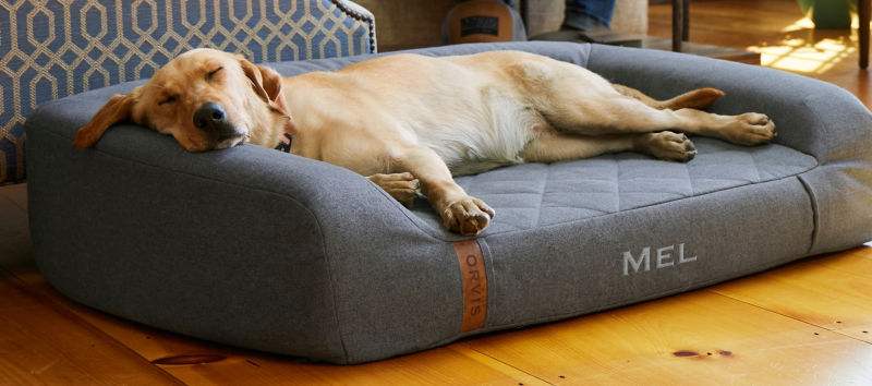 A yellow Labrador retriever asleep in a gray memory foam couch bed.