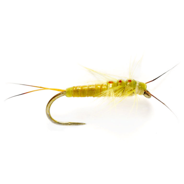 Little Yellow Stonefly -  image number 0