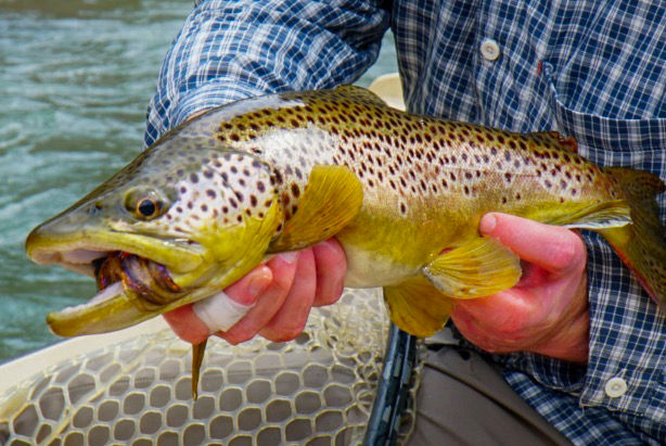 Matt Miles, VA -  image number 2