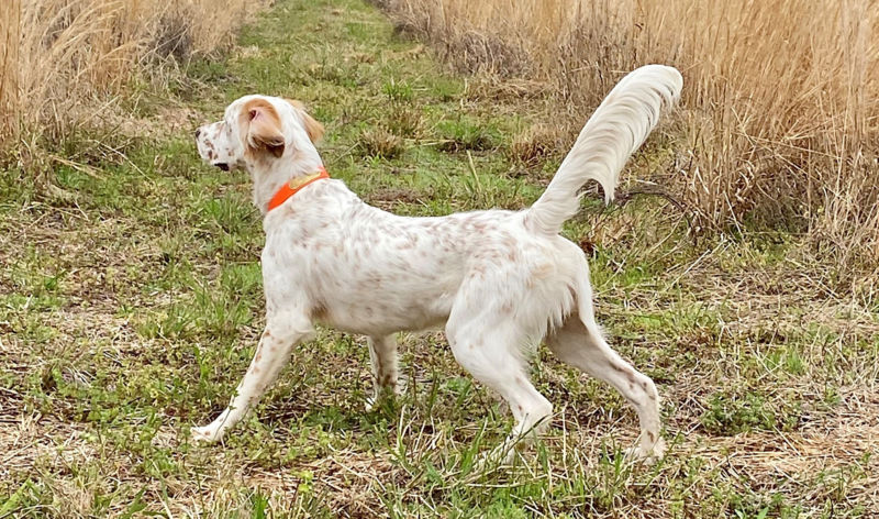 George Hi Plantation, NC -  image number 1