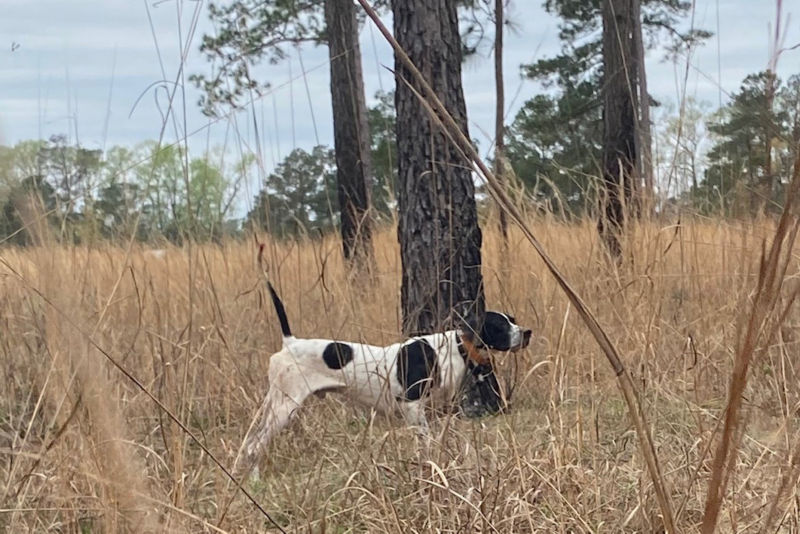 George Hi Plantation, NC -  image number 3