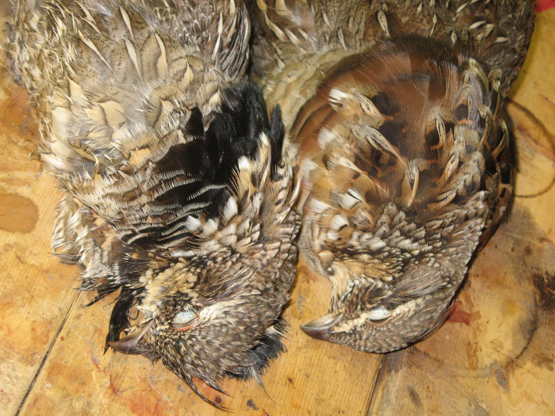 Mark Nissen &ndash; Classic Bird Hunts, WI -  image number 1