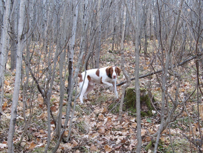 Mark Nissen &ndash; Classic Bird Hunts, WI -  image number 4