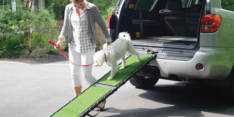 A white dog walking down a ramp from the back of a car