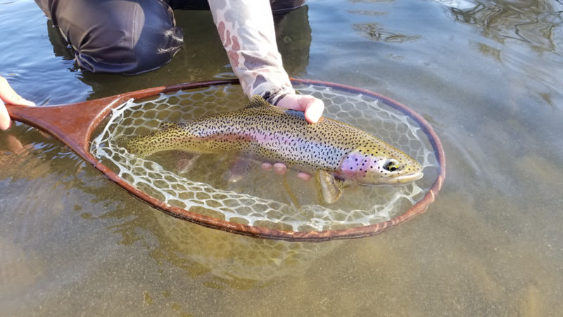 Ellensburg Angler, WA -  image number 3