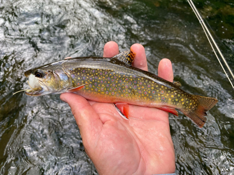 PJ Daley -  image number 0