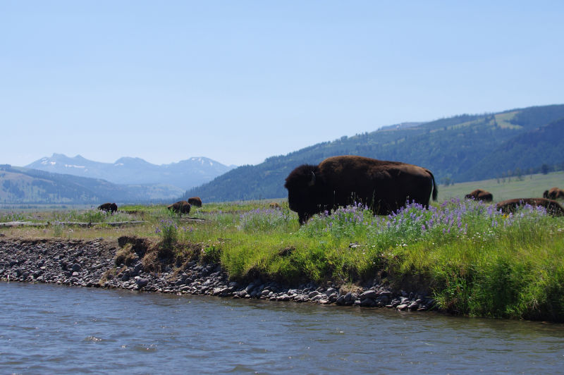 Orvis Week at Hubbard&rsquo;s Yellowstone Lodge -  image number 0