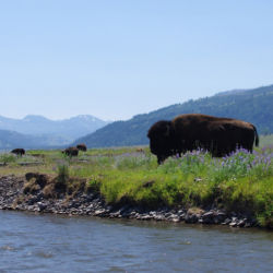 Bison grazing at waters edge with blue mountains in the background.