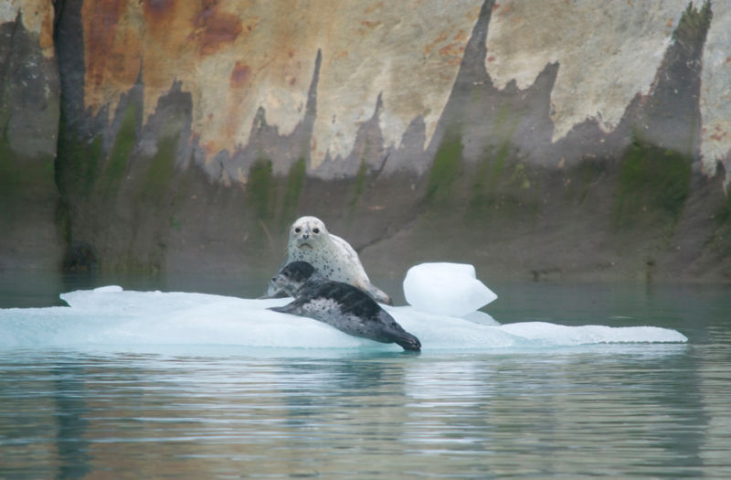 Alaska Adventure Cruise With The Boat Company -  image number 4