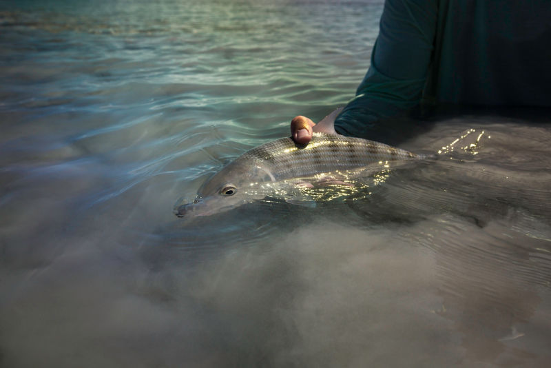 Belize Saltwater Fly Fishing School -  image number 3