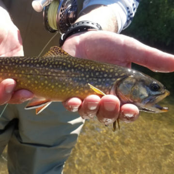 The Driftless Fly Fishing Company - image number 0
