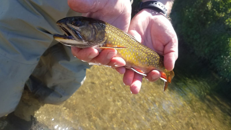 The Driftless Fly Fishing Company -  image number 1