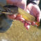 The Driftless Fly Fishing Company -  image number 1