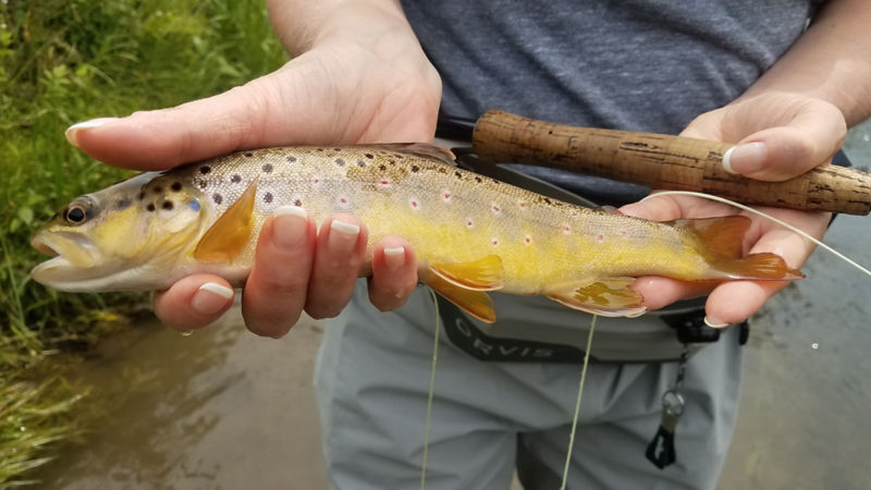 The Driftless Fly Fishing Company -  image number 2