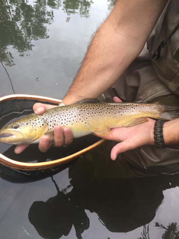 The Driftless Fly Fishing Company -  image number 5