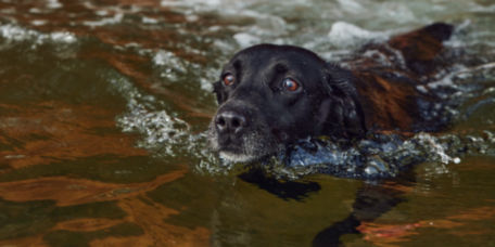 Black Labrador retriever swimming in white water