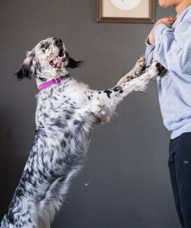 A black & white dog jumping up towards a woman.