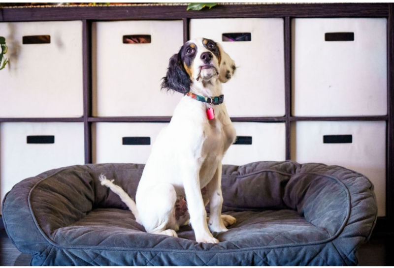 How To Keep a Clean Home With a Dog Orvis