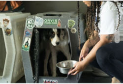 A woman kneeling down next to her dog who is in a crate