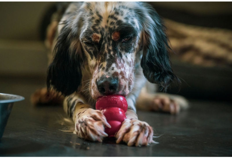 A woman bending down to feed a dog a treat
