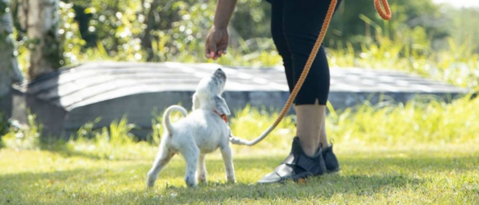 A white dog on a leash looking up at a woman giving a treat