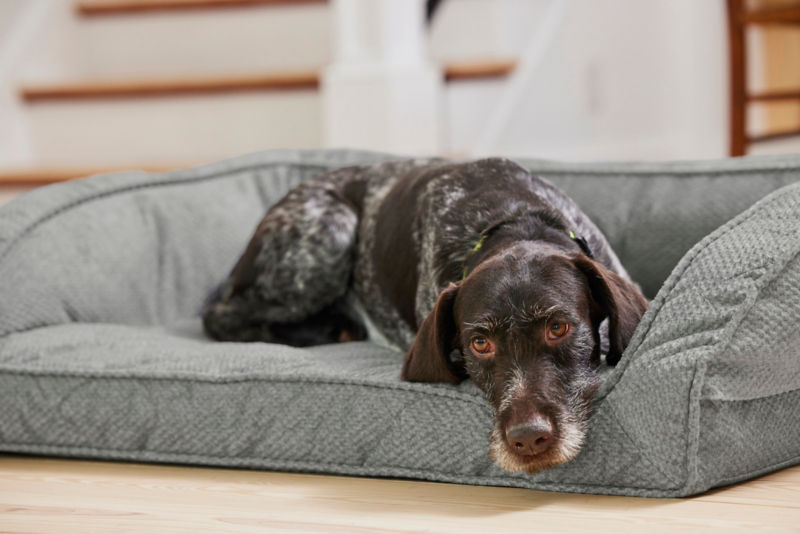 Is your dog feeling bored at home? - Vebo Pet Supplies