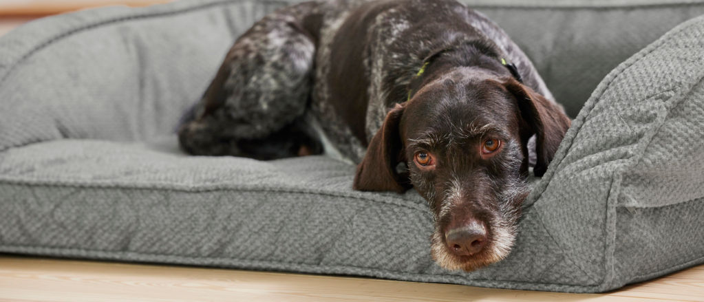 A brown spotted dog laying on its Orvis Dog Bed inside a home.
