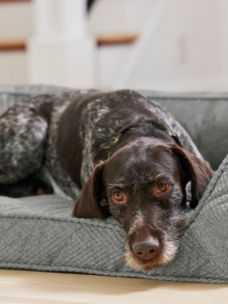 A close-up of a elderly brown dog on a gray dog bed